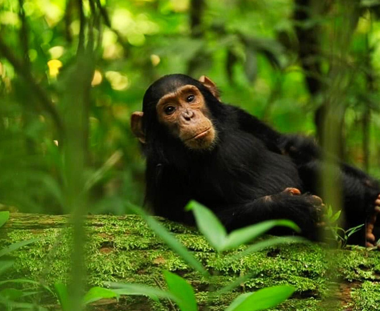 2-days-chimpanzee-tracking-kibale