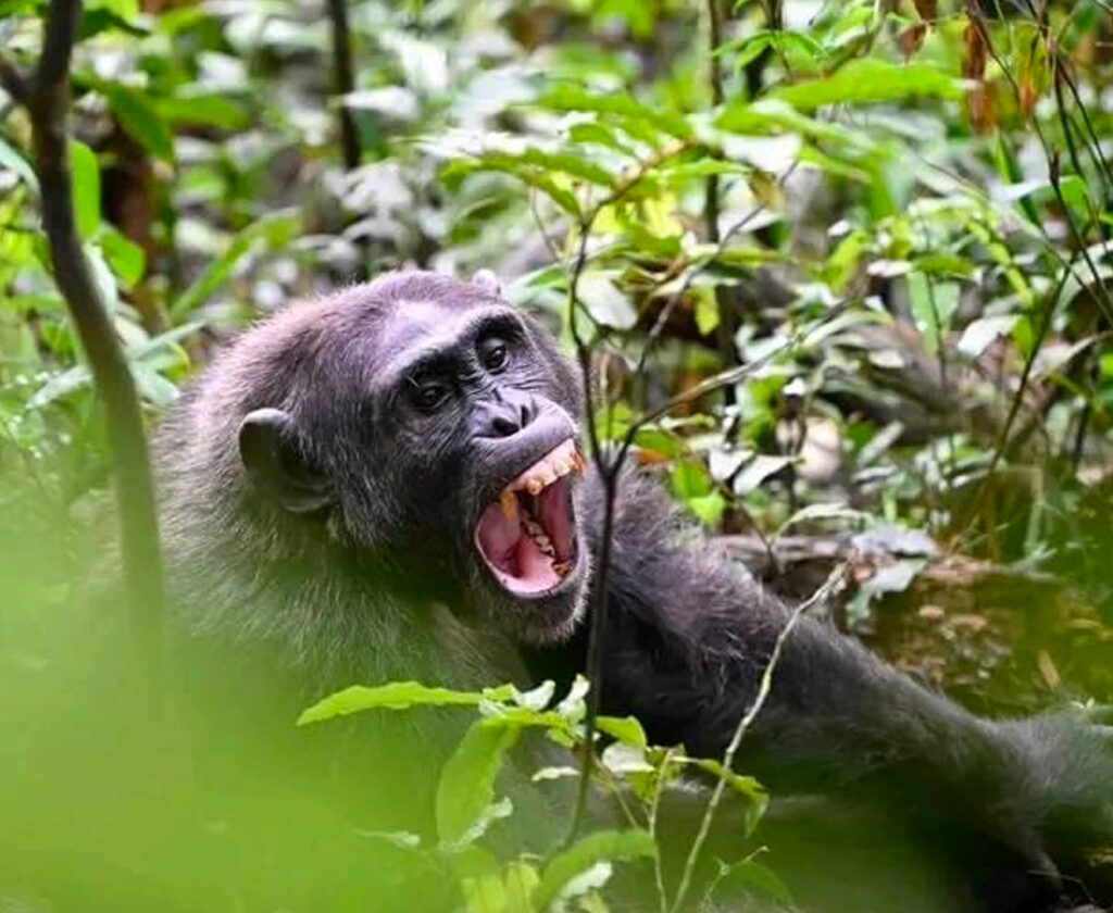 3-days-chimpanzee-tracking-kibale