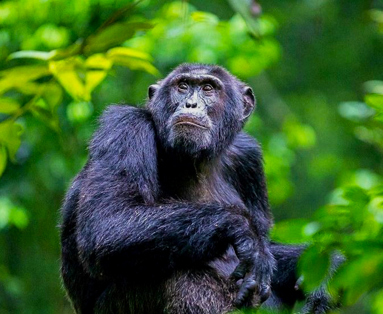 5-days-chimpanzees-tracking-wildlife-adventure