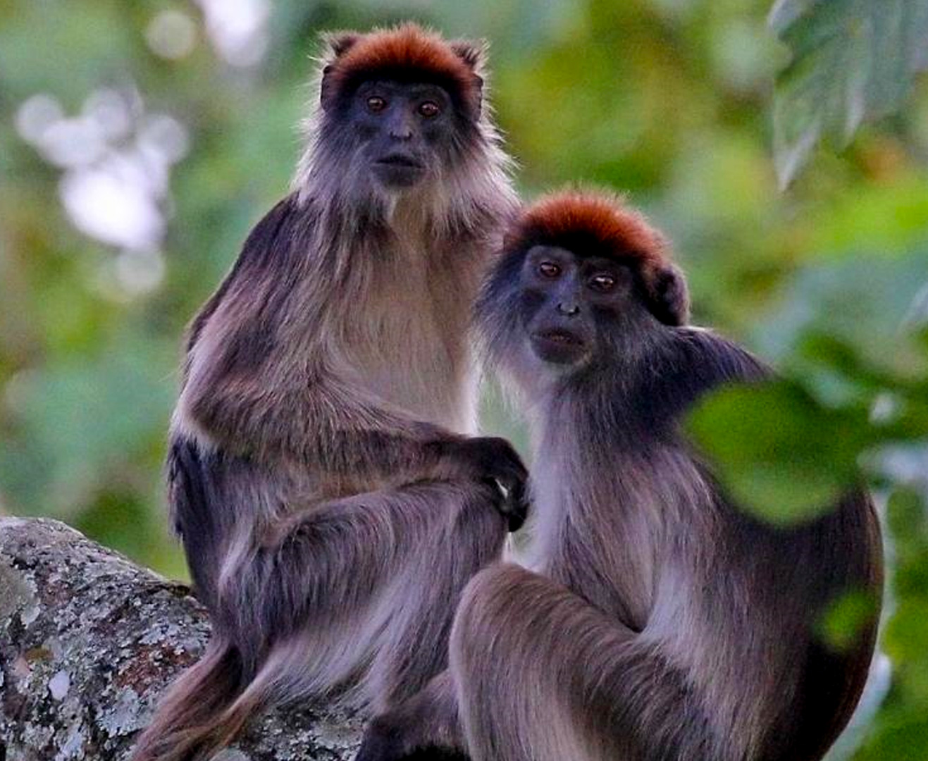 6-days-primates-tracking-wildlife-tour