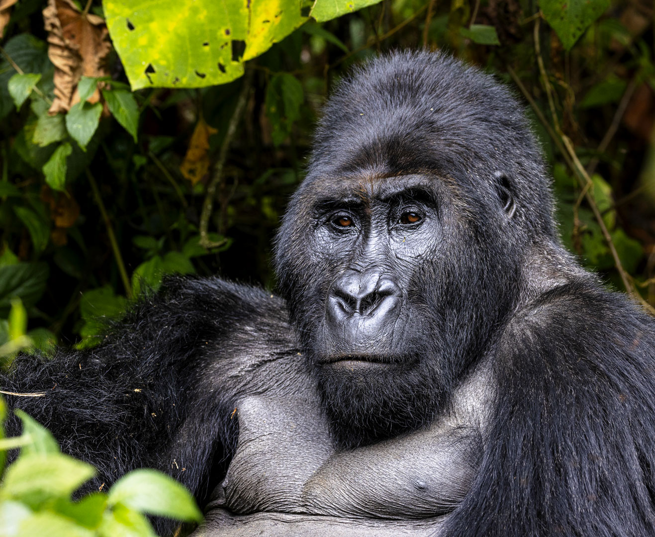 7-days-chimpanzees-wildlife-gorilla-tour