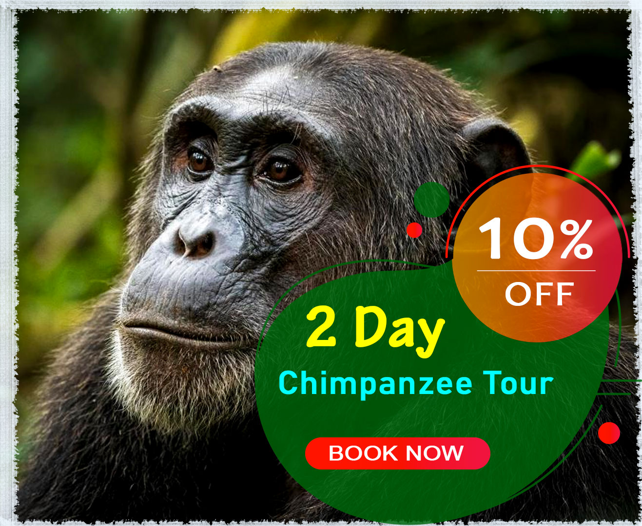 2-day-budget-chimpazee-tour-discounted-trip-to-kibale-national-park