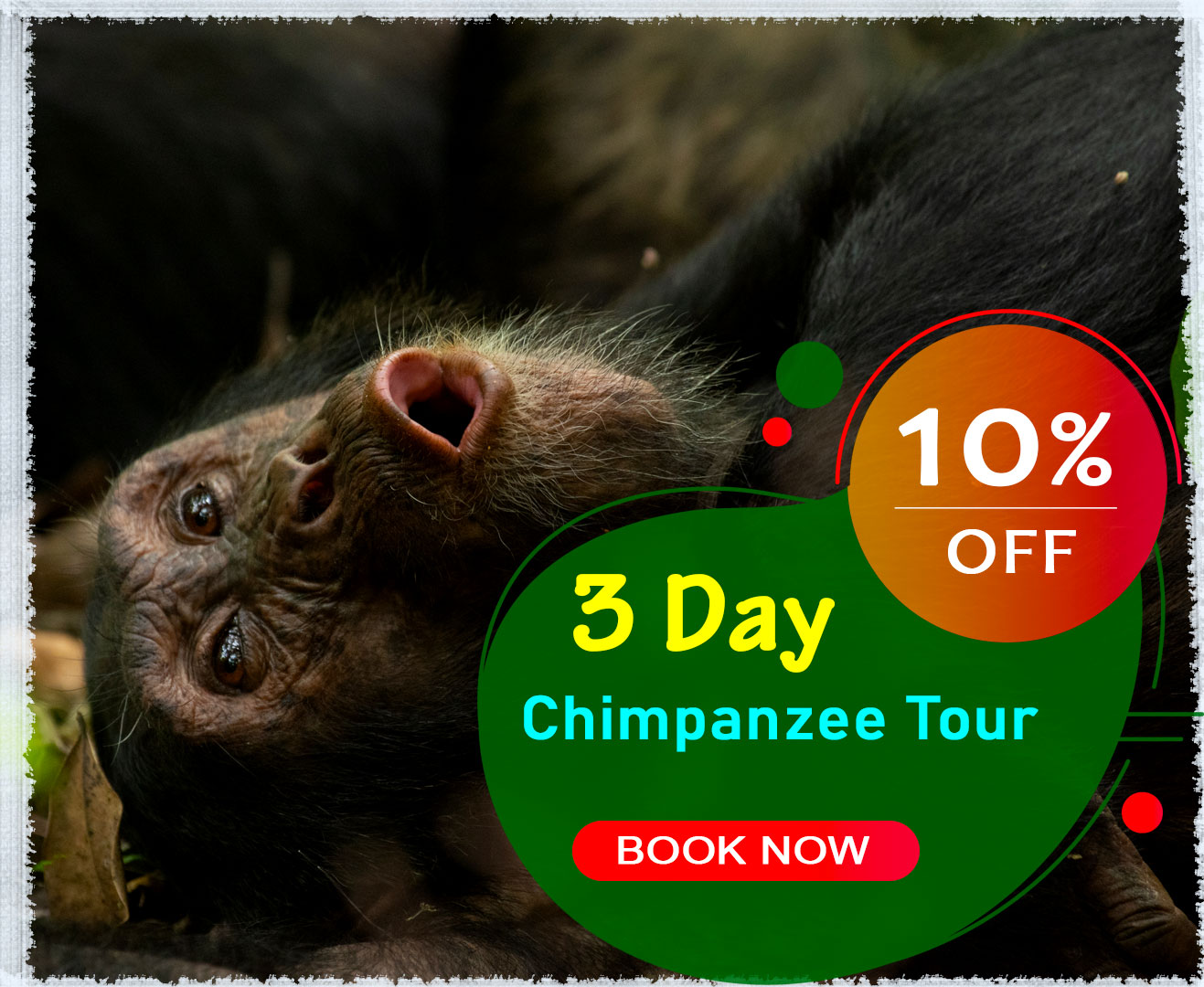 3-day-budget-chimpazee-tour-discounted-trip-to-kibale-national-park