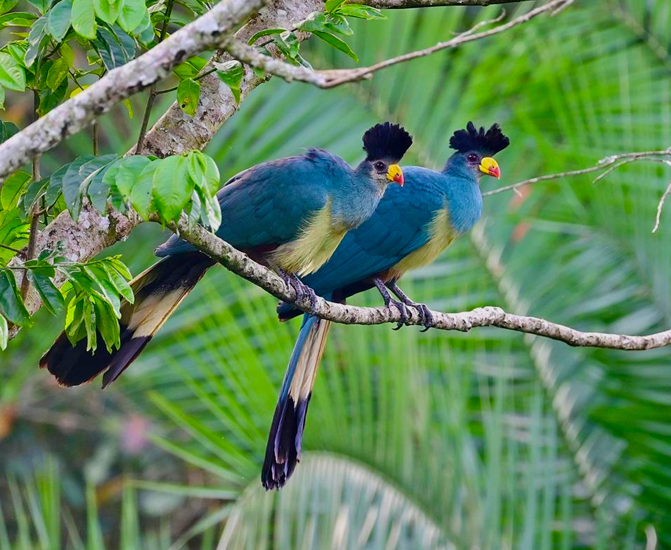 bigodi-bird-sanctuary