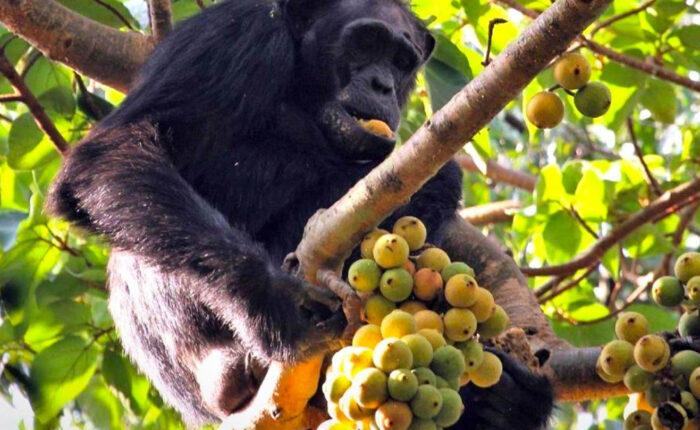 chimpanzee-diet-at-kibale-national-park