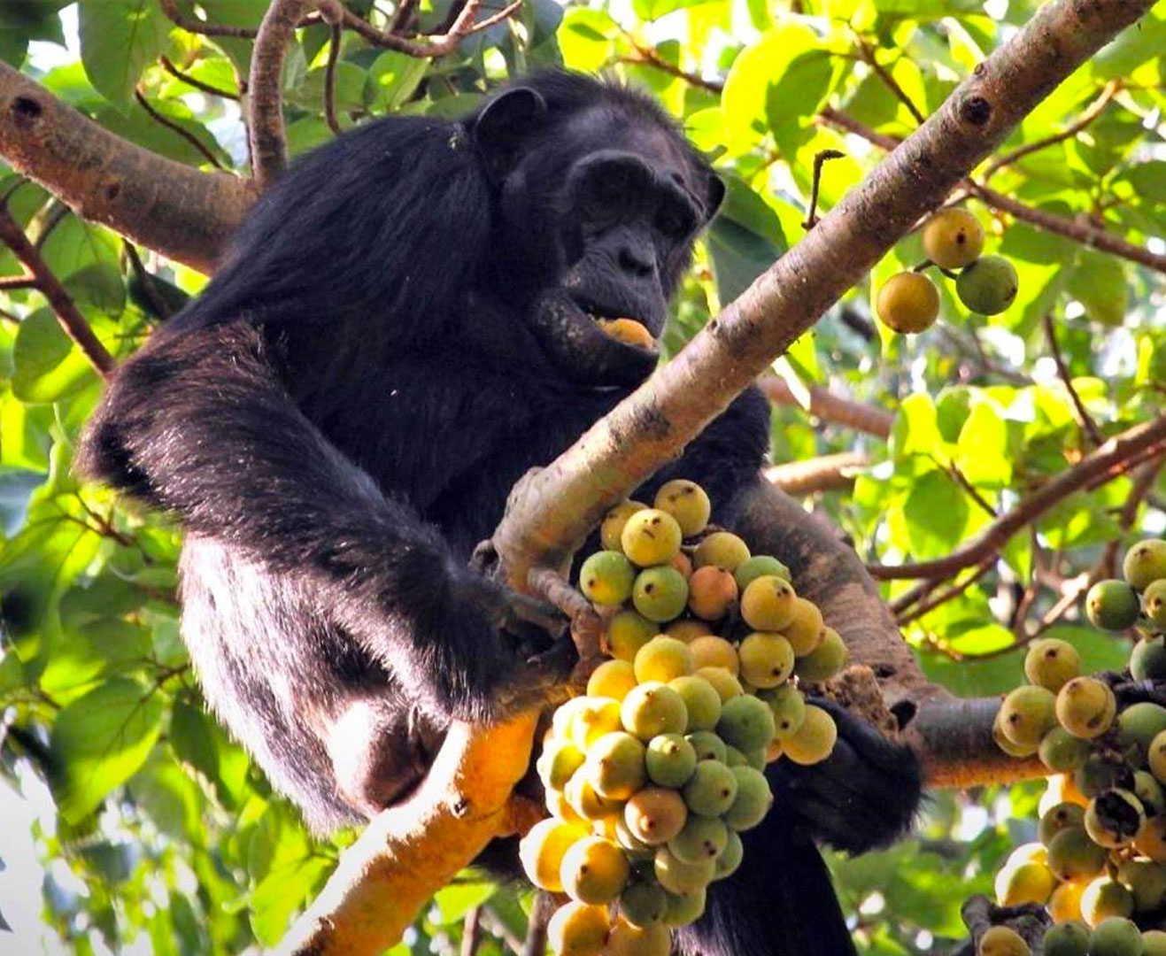 chimpanzee-diet-at-kibale-national-park