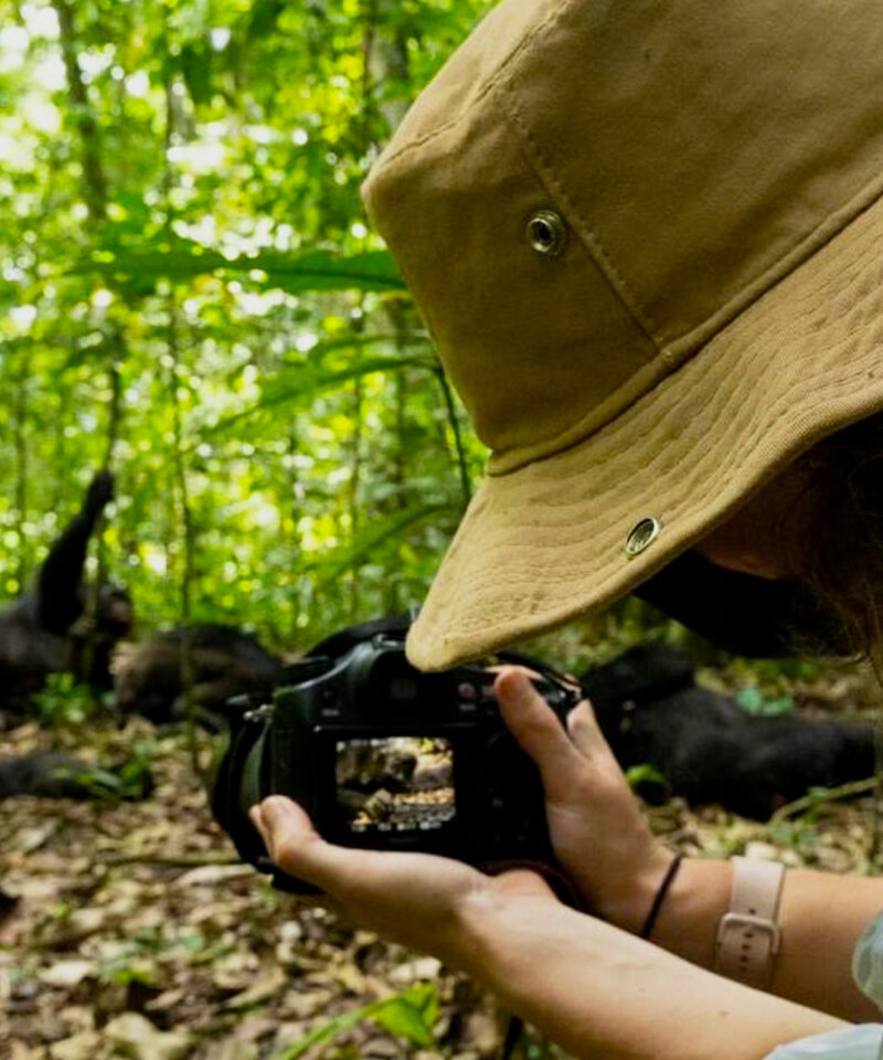 chimpanzee-habituation-experience