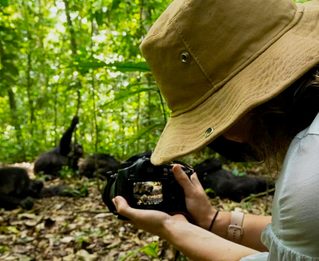 chimpanzee-habituation-experience