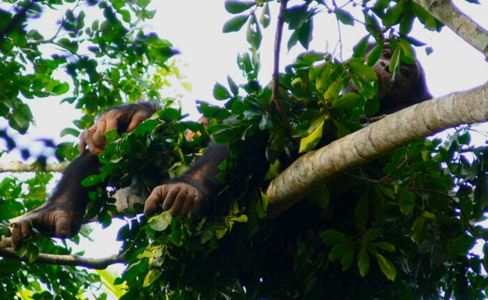 chimpanzee-nesting-experience-in-kibale-national-park