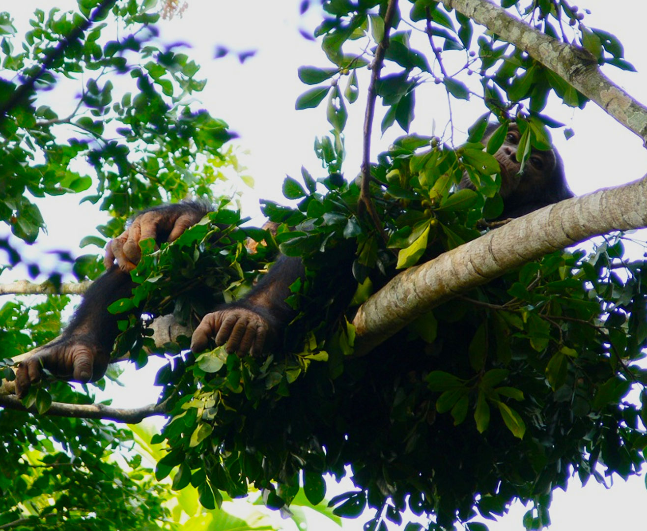 chimpanzee-nesting-experience-in-kibale-national-park