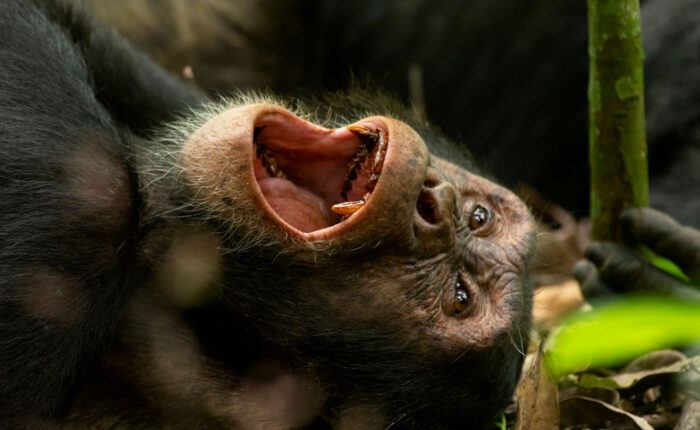 chimpanzee-research-project-at-kibale-national-park