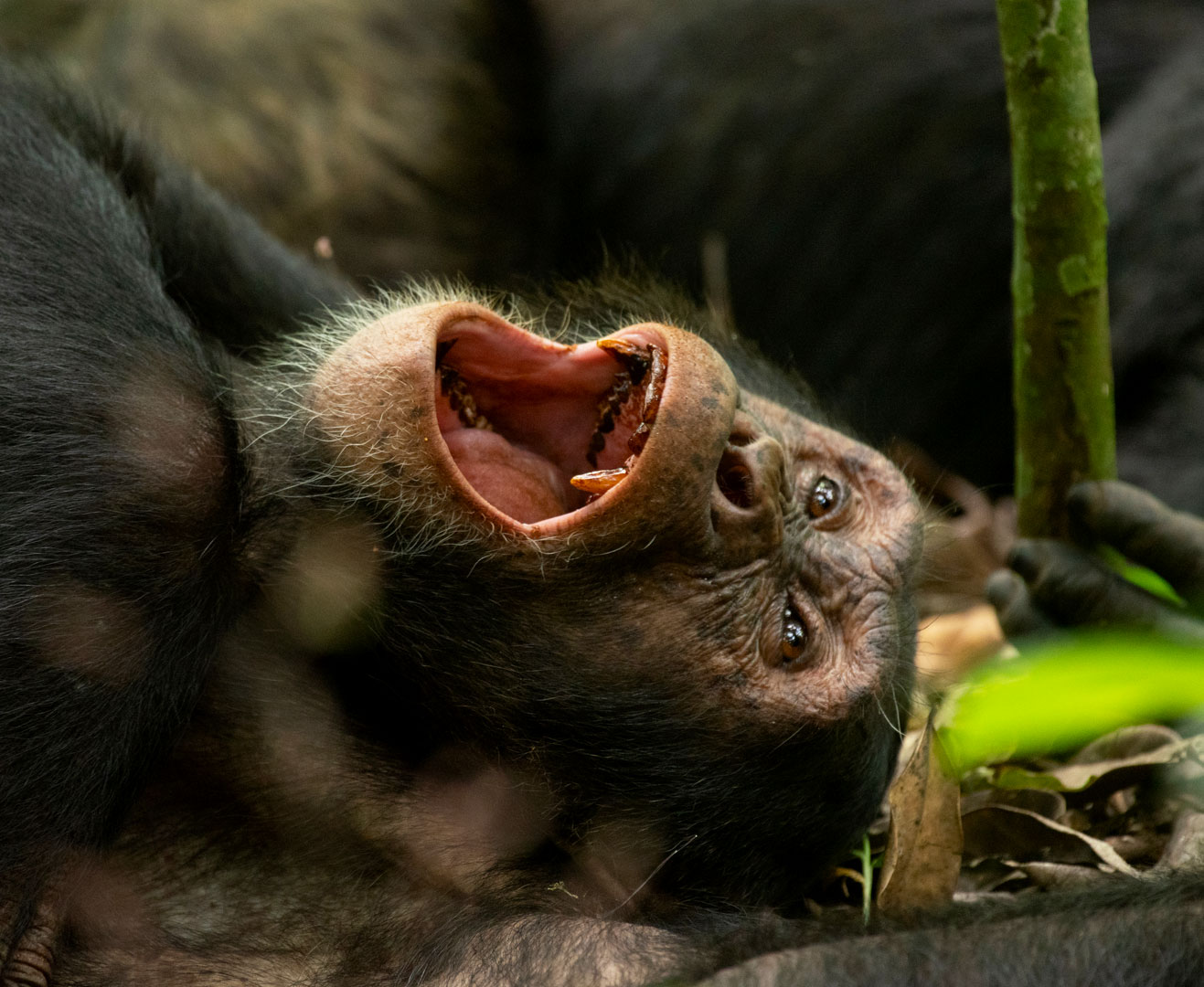 chimpanzee-research-project-at-kibale-national-park