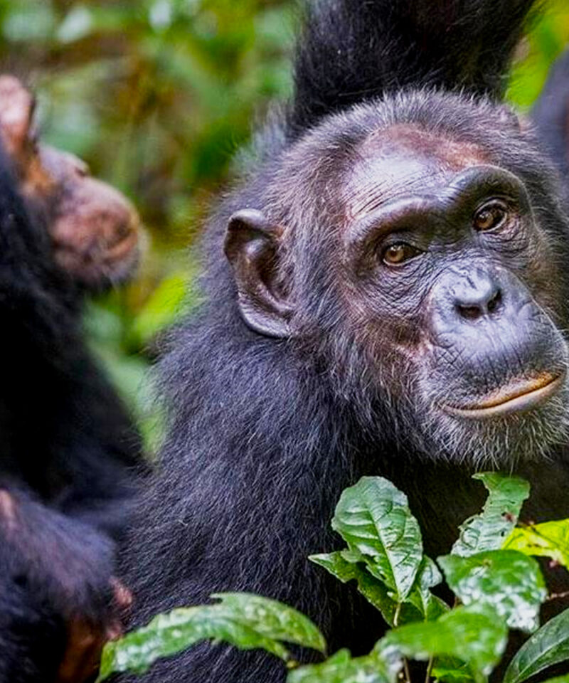 chimpanzee-trekking-tours