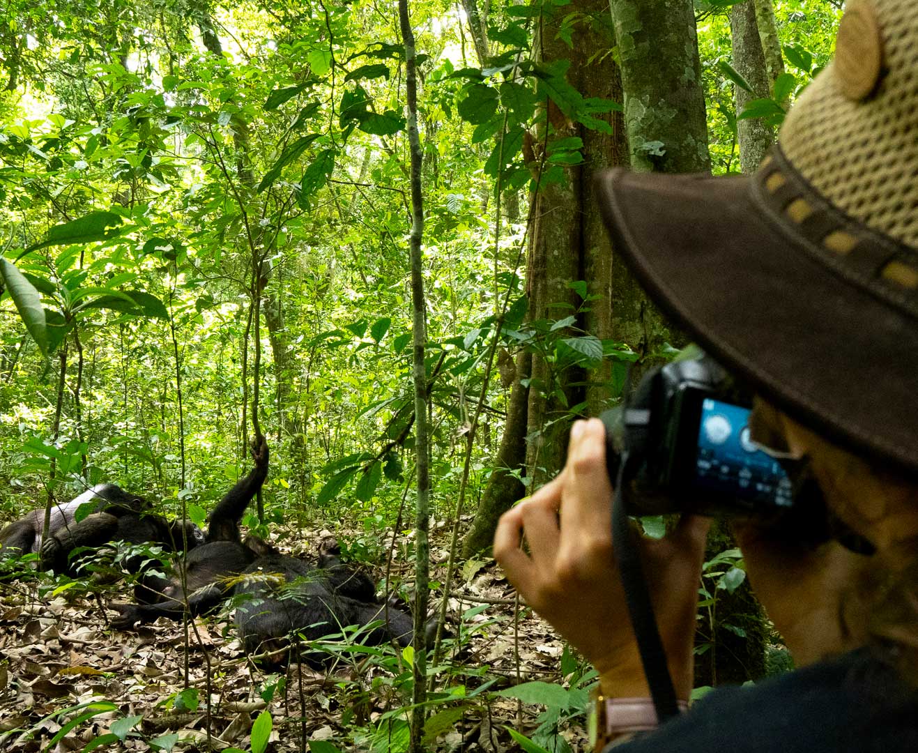 choose-chimpanzee-habituation-experience-at-kibale-national-park