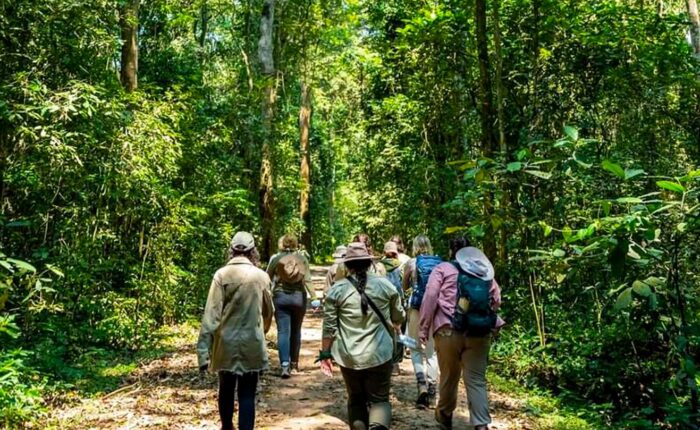 forest-nature-walk-trail-in-kibale-national-park