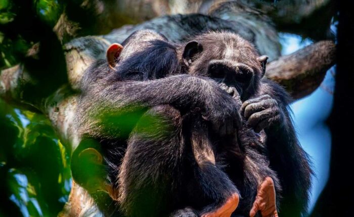 ideal-chimpanzee-trekking-seasons-at-kibale-national-park