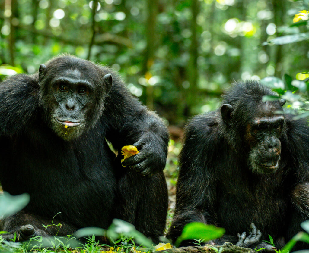 3-days-uganda-chimpanzee-habituation-safari