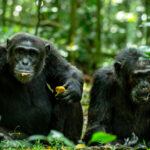 3-days-uganda-chimpanzee-habituation-safari