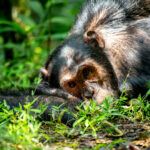 4-days-uganda-chimpanzee-habituation-and-trek-tour