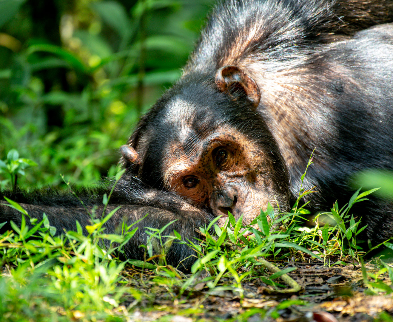 4-days-uganda-chimpanzee-habituation-and-trek-tour