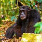 5-days-uganda-double-chimpanzee-habituation-safari