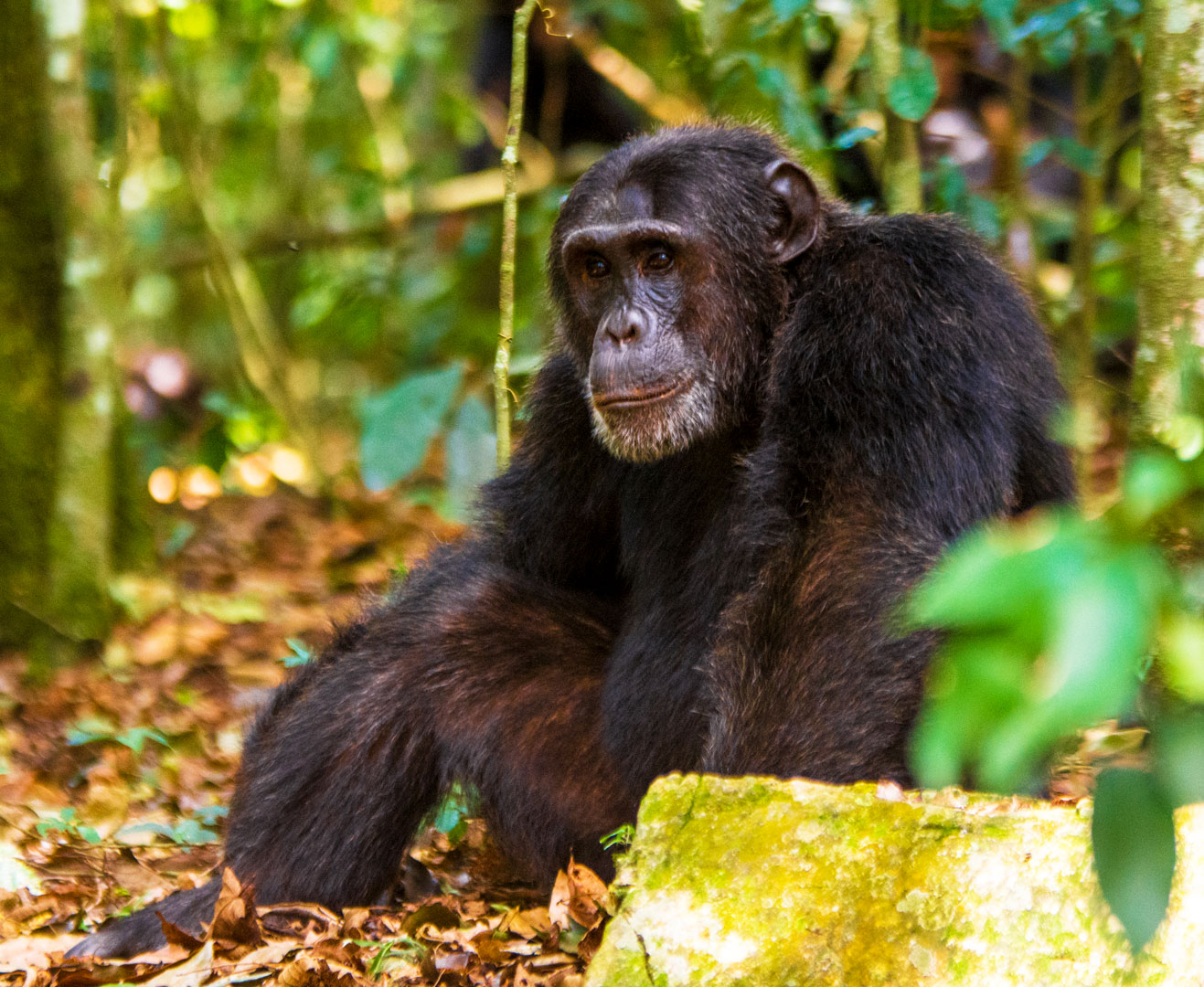 5-days-uganda-double-chimpanzee-habituation-safari