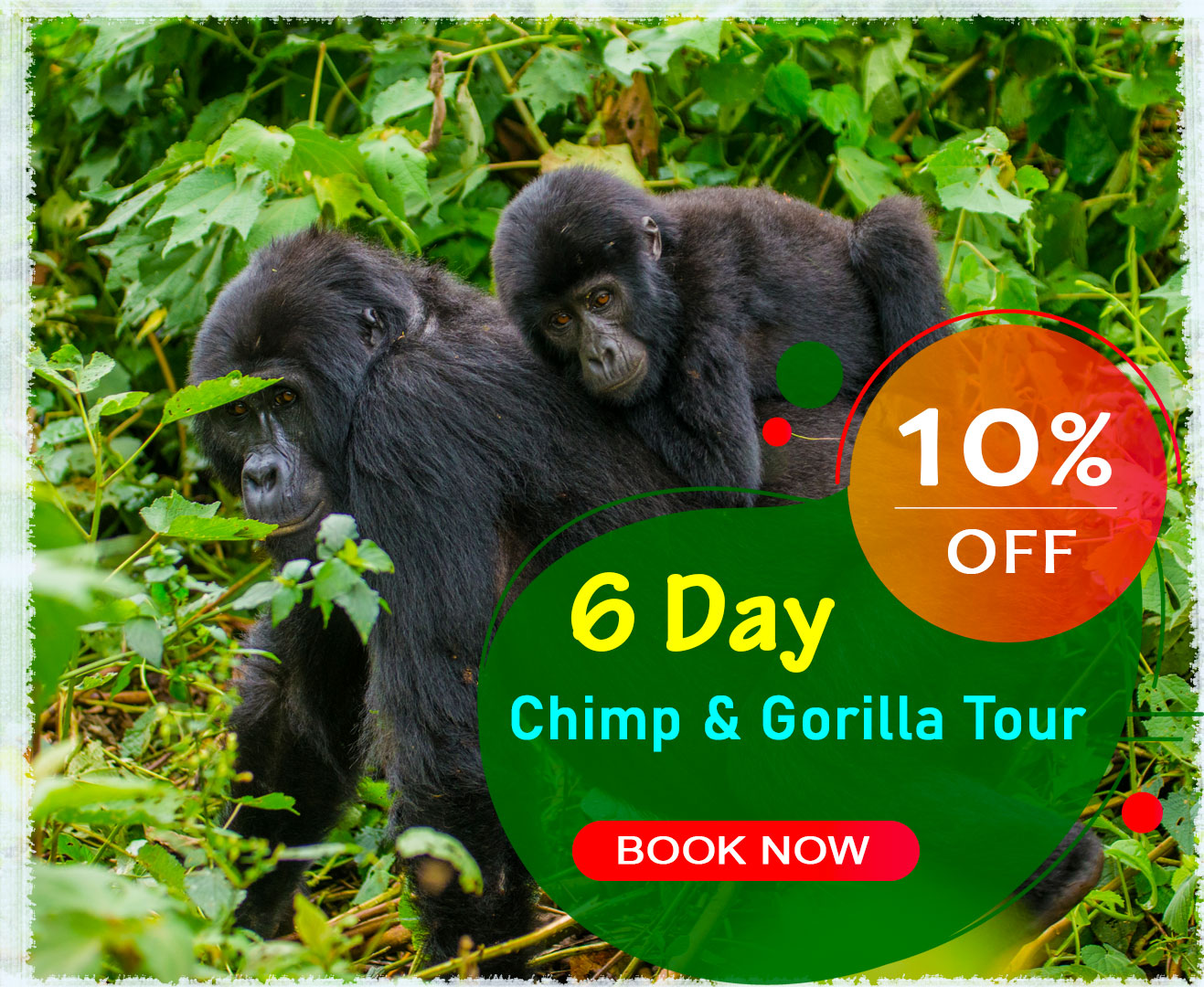 6-day-budget-chimpazee-and-gorilla-tour-discounted-trip-to-kibale-national-park