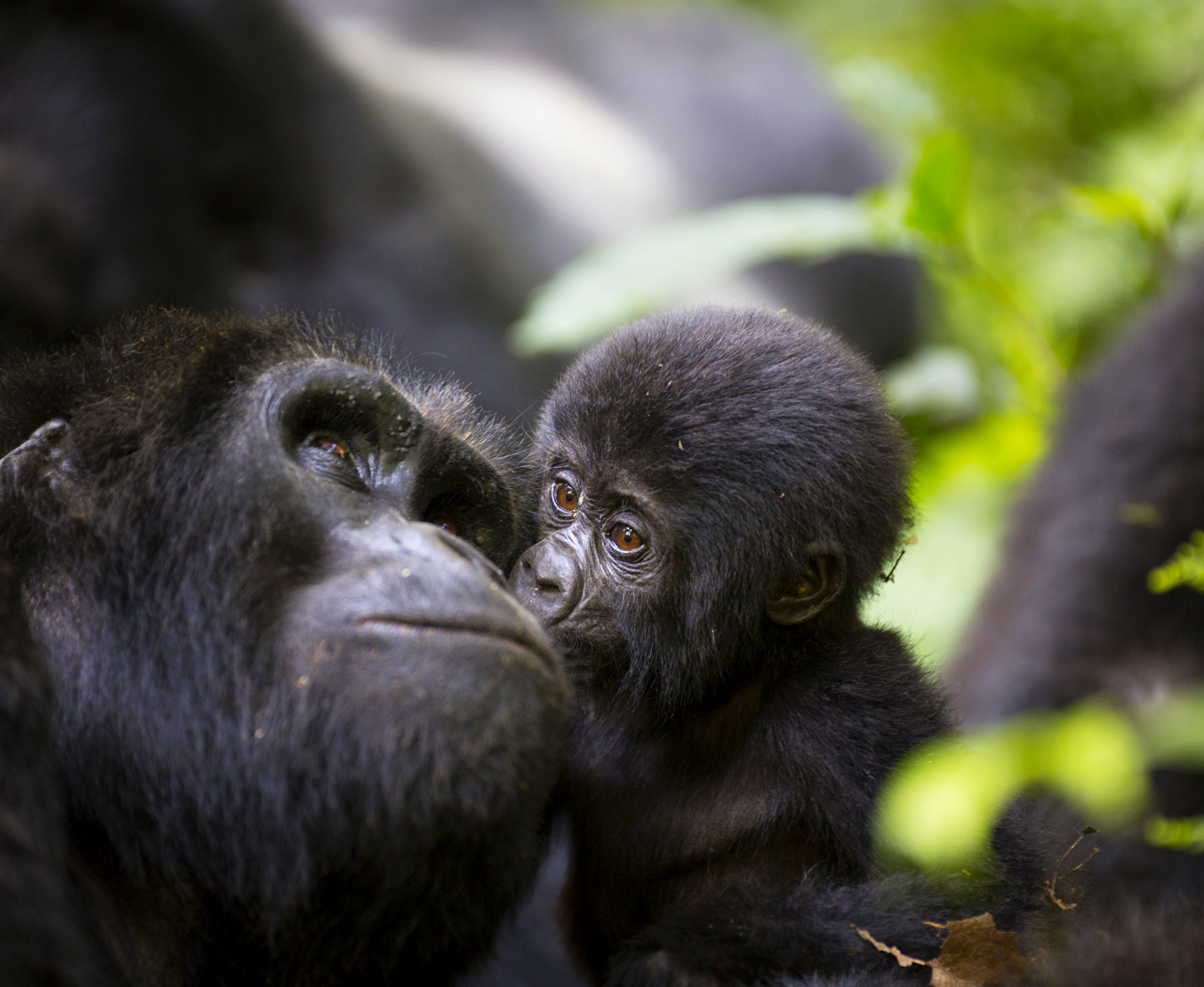 6-days-uganda-gorilla-and-chimpanzee-trekking-adventure